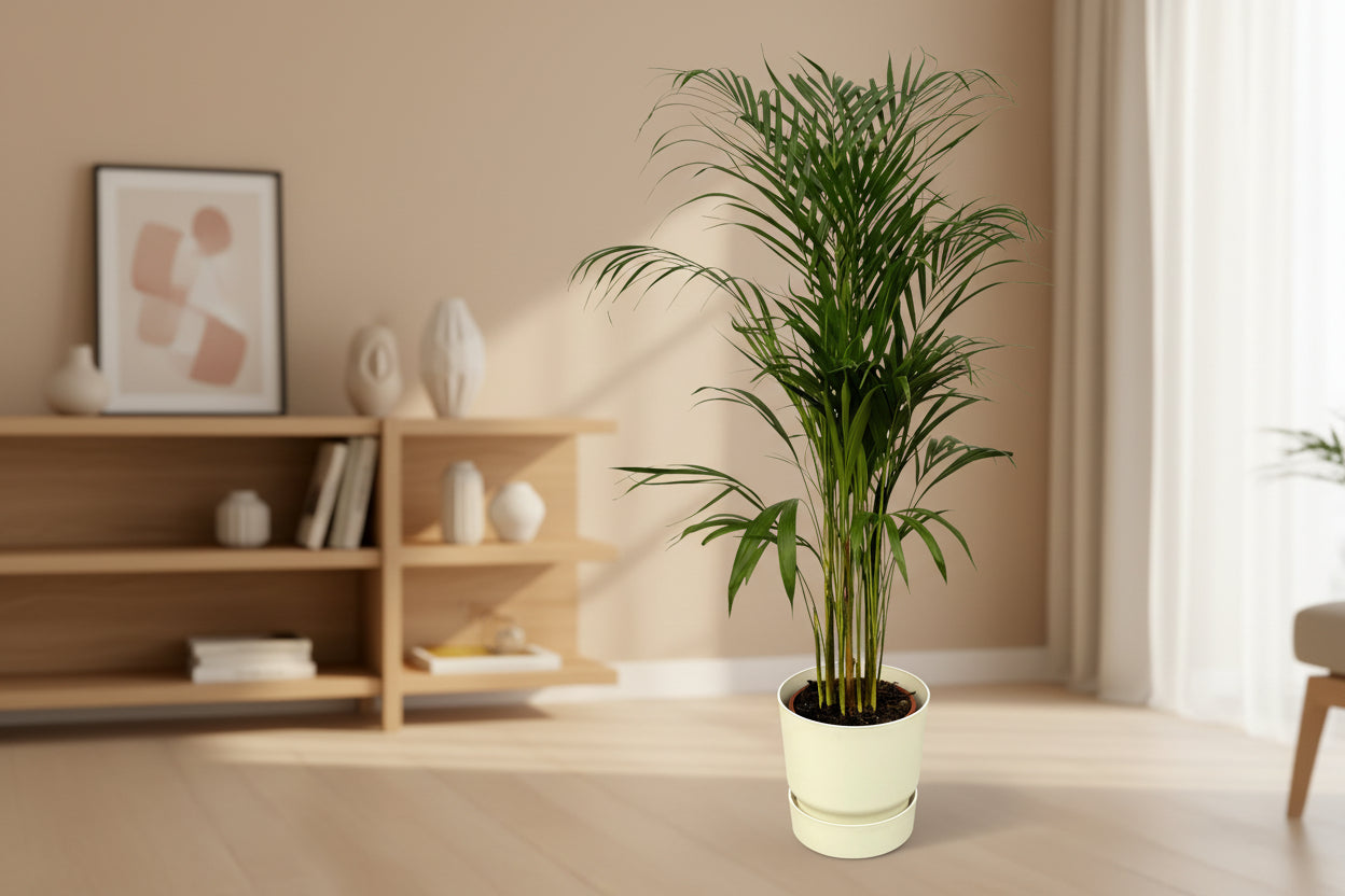 Areca-Palme - ↨110 cm - Ø21 cm inklusive elho Greenville Round weiß D24xH23