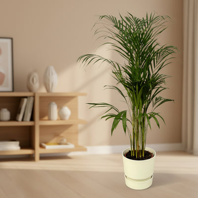 Areca-Palme (110 cm) im elho Greenville Topf (weiß)