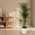 Areca-Palme (110 cm) im elho Greenville Topf (weiß) Bild 2