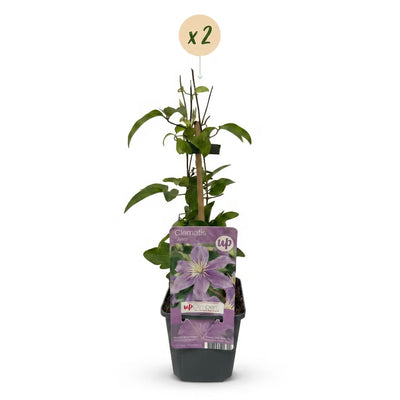 Clematis Justa Kletterpflanze: Hellblaue Blüte, pflegeleicht, 2er-Set