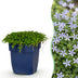 Green boutiQ - Perennials - Isotoma fluviatilis - Blue Star Creeper - Rock Garden Plants - Light Blue - 1 Plant - 11cm Pot - Height 15-25cm Bild 1