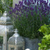 60x Lavendel 'Hidcote' (10-25cm) im 9cm Topf Bild 5