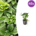48x Pachysandra terminalis Bodendecker, 10-25cm Bild 1