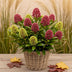 GreenboutiQ - Terrassenpflanze - Skimmia japonica Festival - Blüte Weiß & Rot - 15+ Blüten - 1 Pflanze - Winterhart - Topf 15cm Höhe 30cm Bild 5