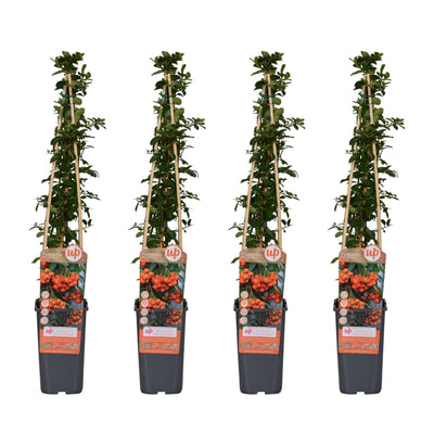 4x Pyracantha 'Orange Glow' - 65cm - Ø15cm Topf
