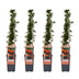 4x Pyracantha 'Orange Glow' - 65cm - Ø15cm Topf Bild 1