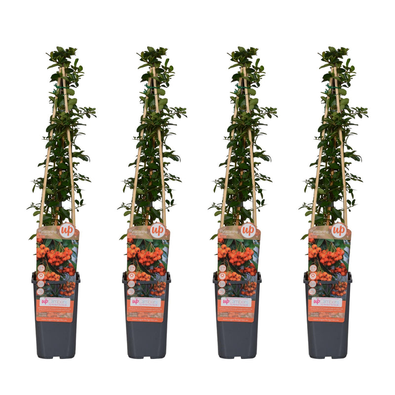 4x Pyracantha 'Orange Glow' - 65cm - Ø15cm Topf
