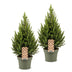 2x Picea glauca Conica - Zuckerhutfichte - Grün - Weihnachtsbaum - Ø19cm - ↕65cm Bild 2