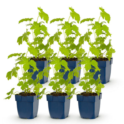 Green boutiQ - Perennial - Delphinium (P) Galahad - Larkspur - Bee and Butterfly Attractors - White - 6 Plants - Pot 11cm - Height 15-25cm