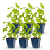 Green boutiQ - Perennial - Delphinium (P) Galahad - Larkspur - Bee and Butterfly Attractors - White - 6 Plants - Pot 11cm - Height 15-25cm Bild 2