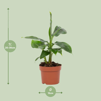 Musa Tropicana Bananenbaum, 12cm Topf, ca. 27cm Höhe
