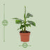 Musa Tropicana Banana Tree, 12cm pot, approx. 27cm height Bild 2
