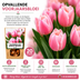 Tulpenzwiebeln Apricot Delight – 20 Stück | KH Bloembollen® | Rosa-Apricot-Tulpe – Sanft & Frisch – Geschenk für Garten oder Topf – Größe 11/12 – Frisch vom Züchter! Bild 14