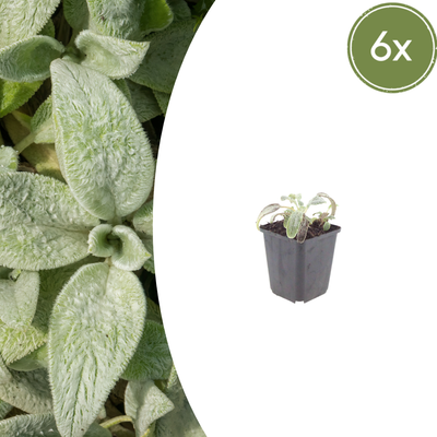 6x Stachys byzantina 'Silver Carpet' - Bodendecker