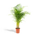 Areca-Palme (Dypsis Lutescens) Ø21cm | Höhe 130cm Bild 1