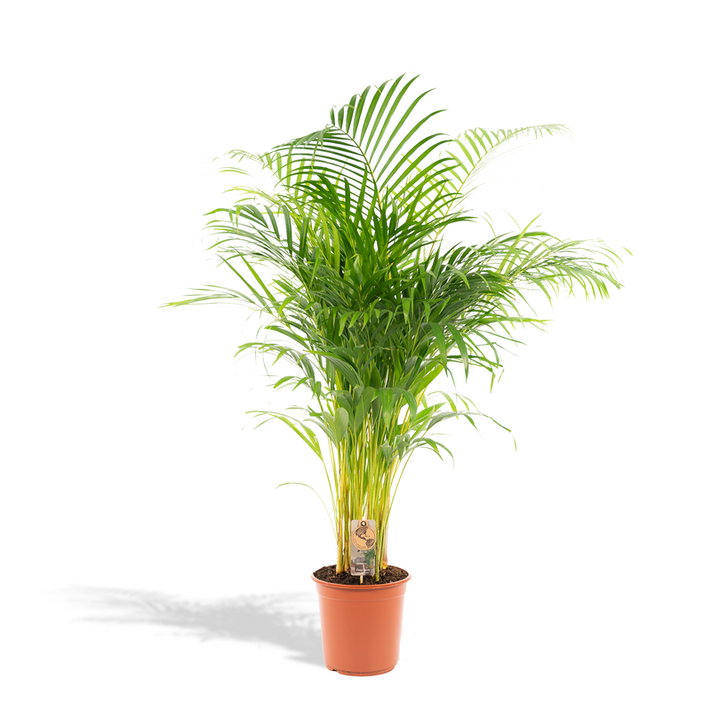 Areca-Palme (Dypsis Lutescens) Ø21cm | Höhe 130cm