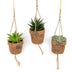 Kokopot String Sukkulenten-Mix: 3er Set im Ø10cm Topf, ca. 15cm hoch Bild 1