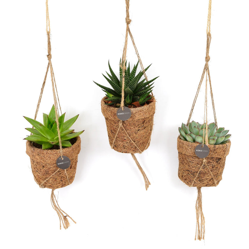Kokopot String Sukkulenten-Mix: 3er Set im Ø10cm Topf, ca. 15cm hoch