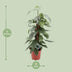 Epipremnum Pinnatum Cebu Blue: Elegant Houseplant with Blue-Green Leaves Bild 2