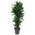 Dracaena Janet Lind verzweigt – 120 cm Bild 1