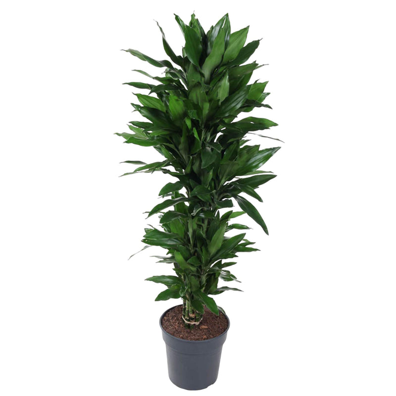 Dracaena Janet Lind verzweigt – 120 cm