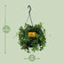 Virginia Creeper Parthenocissus Striatha Hanging plant in a Ø15cm pot Bild 2