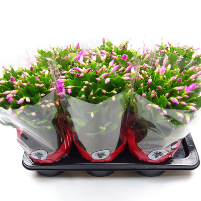 Schlumbergera Rosa - Ø17cm Topf - Pflegeleichte Zimmerpflanze