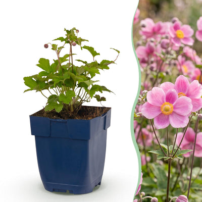 Green boutiQ - Perennial - Anemone hup. Splendens - Japanese Anemone - Shade - Dark Pink - 1 Plant - Pot 11cm - Height 15-25cm