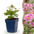 Green boutiQ - Staude - Anemone hup. Splendens - Herbst-Anemone - Schatten - Dunkelrosa - 1 Pflanze - Topf 11cm - Höhe 15-25cm Bild 7