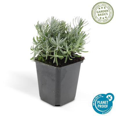12x Lavendel 'Hidcote' | 10-25cm | Ø9cm Topf