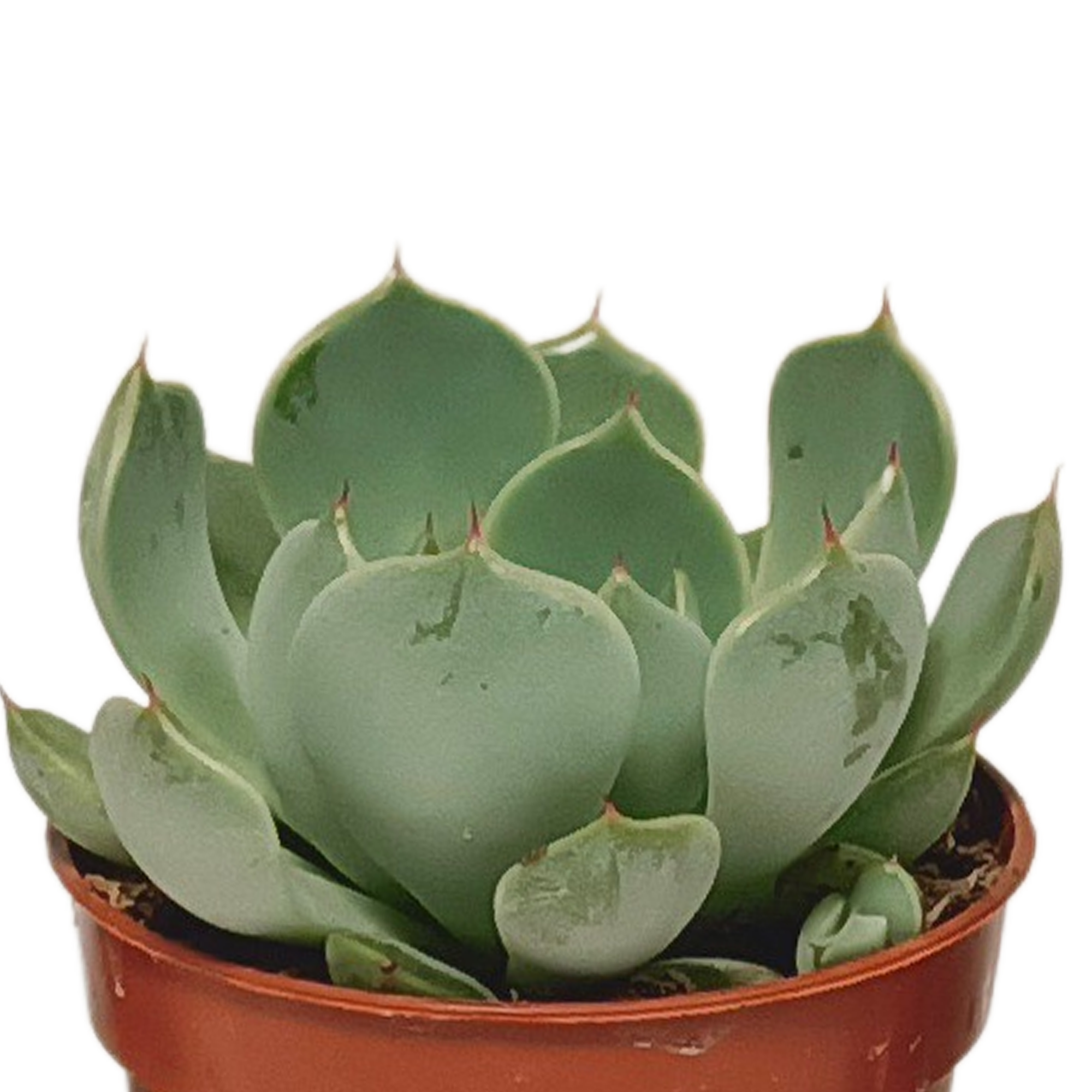 Vetplanten-Mischung 5,5 cm - 10x - zonder pot