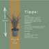 6x Miscanthus sinensis „Zebrinus“ – Auffälliges Zebragras mit dekorativ gestreiftem Blatt | Topfgröße 12 cm Bild 5