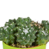 Cactus Assortment, Set of 5 in Colorful Pots, 5.5 cm Bild 4