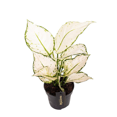 Aglaonema White Joy - Ø12cm - ↕35cm