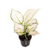 Aglaonema White Joy - Ø12cm - ↕35cm Bild 1