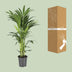 Howea Forsteriana (Kentia Palm) Ø21cm - ↕100cm Bild 4