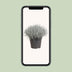 Silberbusch (Calocephalus Brownii) Ø17cm, ↕30cm Bild 5