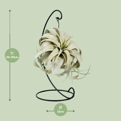 Tillandsia King Xero Luftpflanze, Ø12cm, Höhe 23cm