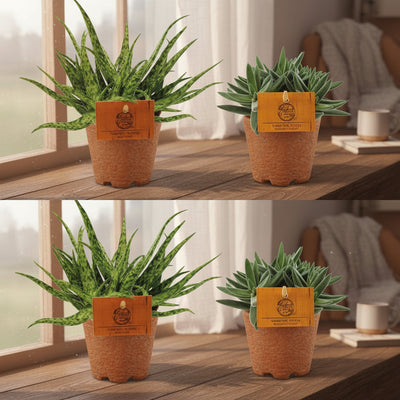 2x Aloe Spider + 2x Crassula Tenelli - 4er Set Zimmerpflanzen Ø10,5cm