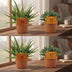 2x Aloe Spider + 2x Crassula Tenelli - 4-Piece Houseplant Set Ø10.5cm Bild 2