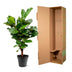 Ficus Lyrata Geigenfeige 130cm im Ø27cm Topf Bild 4