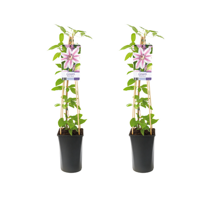 Clematis Nelly Moser - 2 Stücke - Ø17cm - ↕75cm