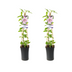 Clematis Nelly Moser - 2 Stücke - Ø17cm - ↕75cm Bild 1