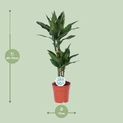 Dracaena Janet Lind - Dragon Tree, 70cm, Pot Ø17cm