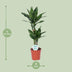 Dracaena Janet Lind - Dragon Tree, 70cm, Pot Ø17cm Bild 2