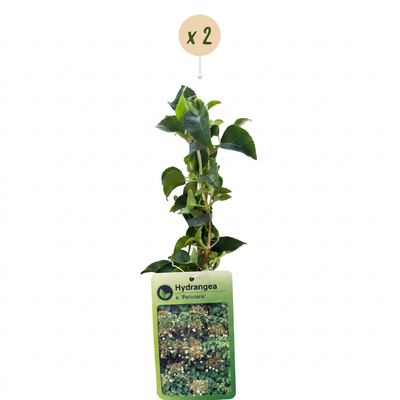 2x Kletterhortensie 'Petiiolaris' - Weiß, Rankpflanze, Ø9cm, ↕35cm
