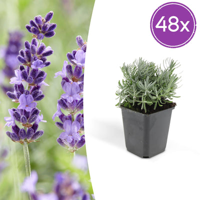 48x Lavendel 'Hidcote' - 10-25cm - Ø9cm