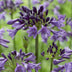 Agapanthus 'Poppin Purple' im 19cm Topf - Lila Blütenpracht Bild 5