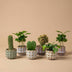 Pflanzen-Set mit 6 Mini-Pflanzen & Keramik-Töpfen San Juan Bild 4