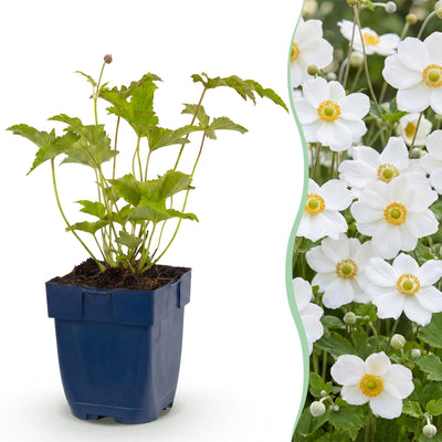 Green boutiQ - Staude - Anemone hybr. Hon. Jobert - Herbst-Anemone - Schatten - Weiß - 1 Pflanze - Topf 11cm - Höhe 15-25cm